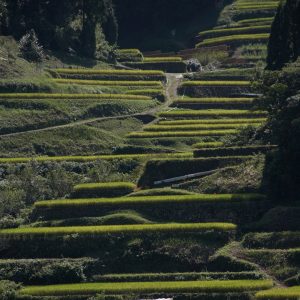棚田｜人吉｜球磨
