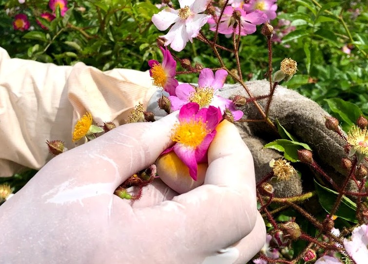 薔薇香酒つくしいばら | 大和一酒造元 薔薇香酒つくしいばら | 大和一酒造元