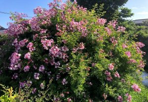 ツクシイバラ｜リキュール｜大和一酒造元｜熊本県｜人吉市｜