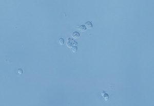球磨川｜球磨川酵母｜球磨焼酎
